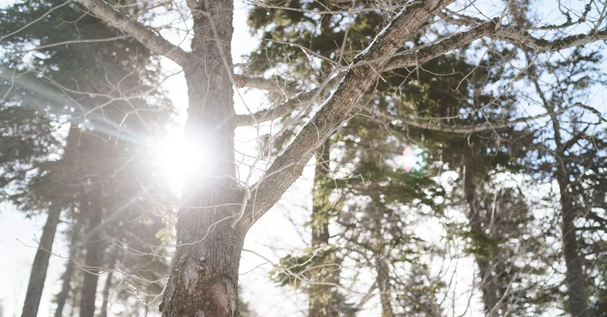 Une scène forestière hivernale sereine avec la lumière du soleil filtrant à travers des branches couvertes de neige.