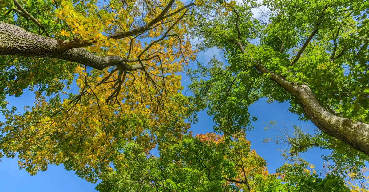 Des arbres d'automne colorés avec des feuilles vertes et jaunes contre un ciel bleu lumineux.