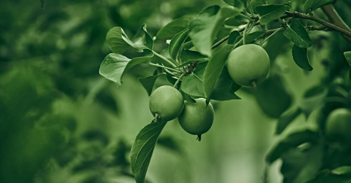 Gros plan sur des pommes vertes fraîches suspendues à une branche d'arbre dans un verger vibrant.